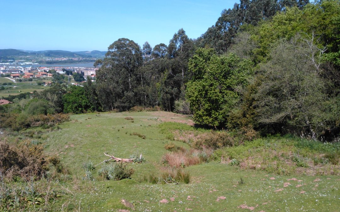 Colindres repoblará su bosque autóctono