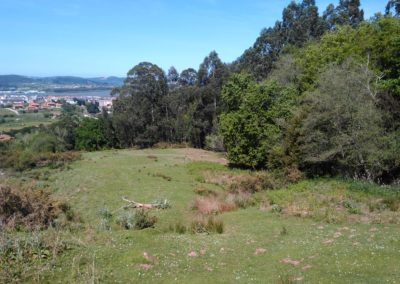 Colindres repoblará su bosque autóctono