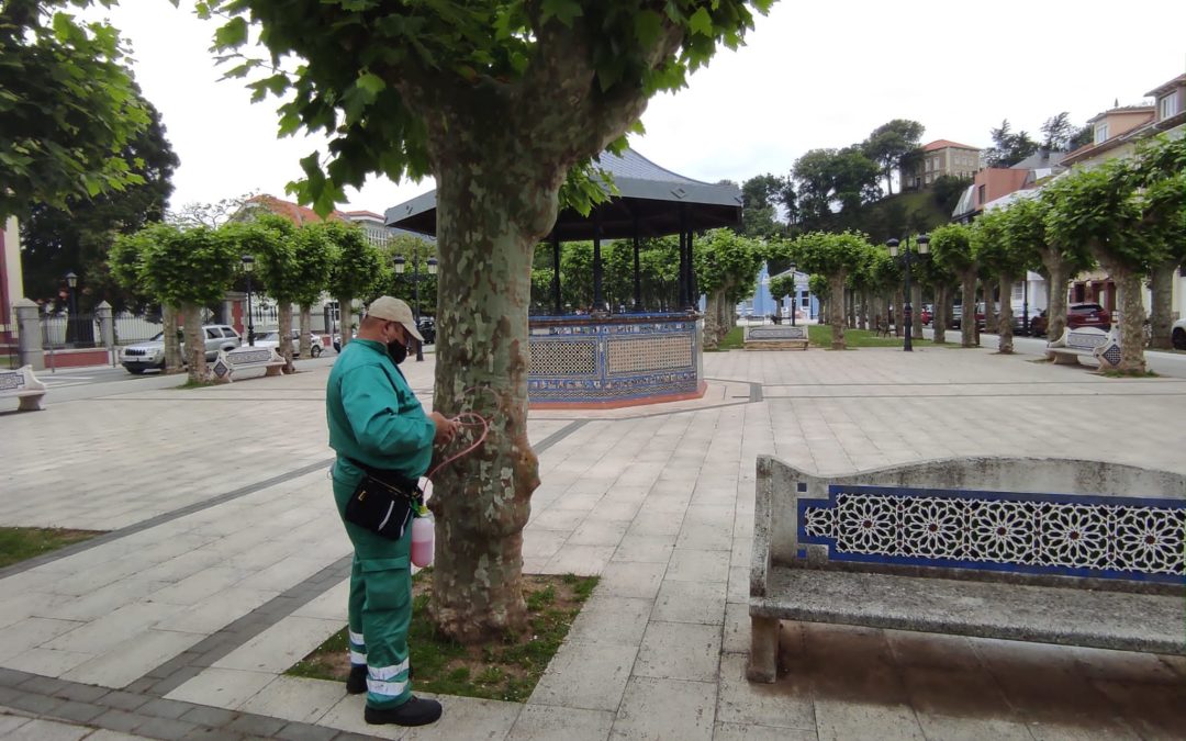 COLINDRES SANEA EL ARBOLADO DE LA ALAMEDA
