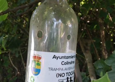COLINDRES CONTINÚA SU LUCHA CONTRA LA AVISPA ASIÁTICA