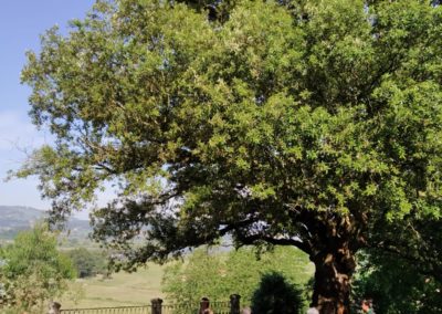 La Encina de San Roque de Colindres, candidata a Árbol del Año de España 2023