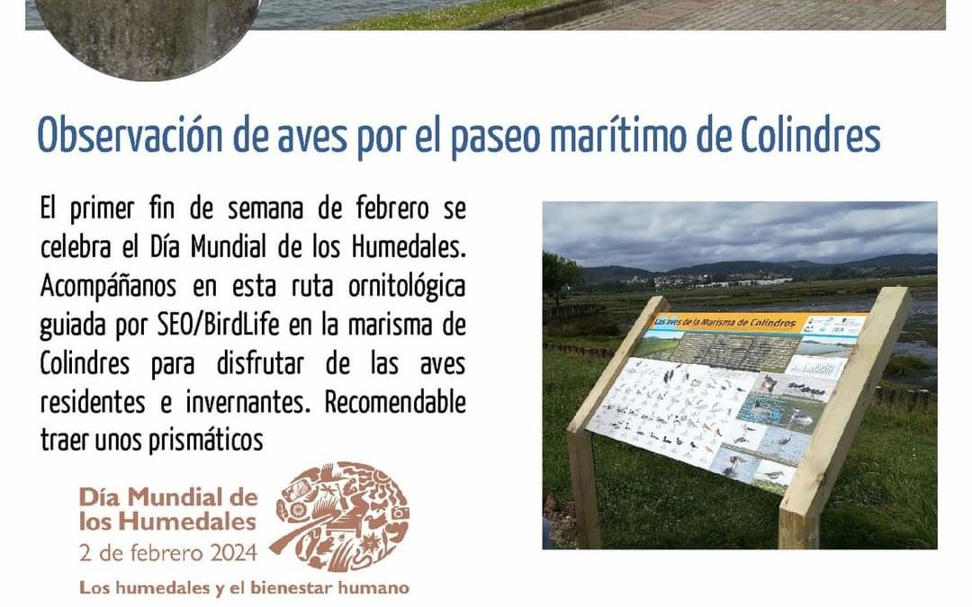 El ayuntamiento de Colindres celebra el Día Mundial de los Humedales con una ruta ornitológica guiada en el entorno de nuestras marismas.