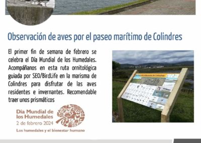 El ayuntamiento de Colindres celebra el Día Mundial de los Humedales con una ruta ornitológica guiada en el entorno de nuestras marismas.